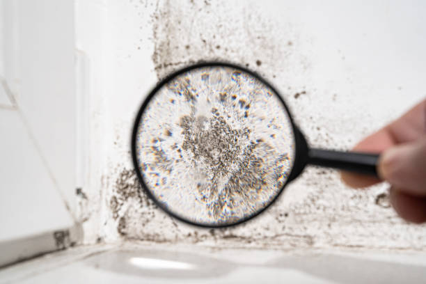 Mold Documentation for Insurance Claims in Linton, IN